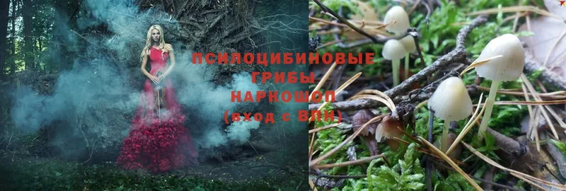 Псилоцибиновые грибы Magic Shrooms  где найти   Новопавловск 